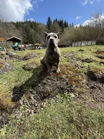 Monster, a male Cane Corso for sale in Blodgett, OR – Photo 10 of 10