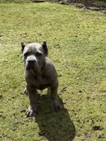 Monster, a male Cane Corso for sale in Blodgett, OR – Photo 1 of 10