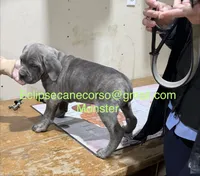 Monster, a male Cane Corso for sale in Blodgett, OR – Photo 7 of 7