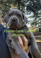 Monster, a male Cane Corso for sale in Blodgett, OR – Photo 5 of 7