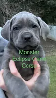 Monster, a male Cane Corso for sale in Blodgett, OR – Photo 2 of 7