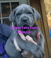 Monster, a male Cane Corso for sale in Blodgett, OR – Photo 4 of 7