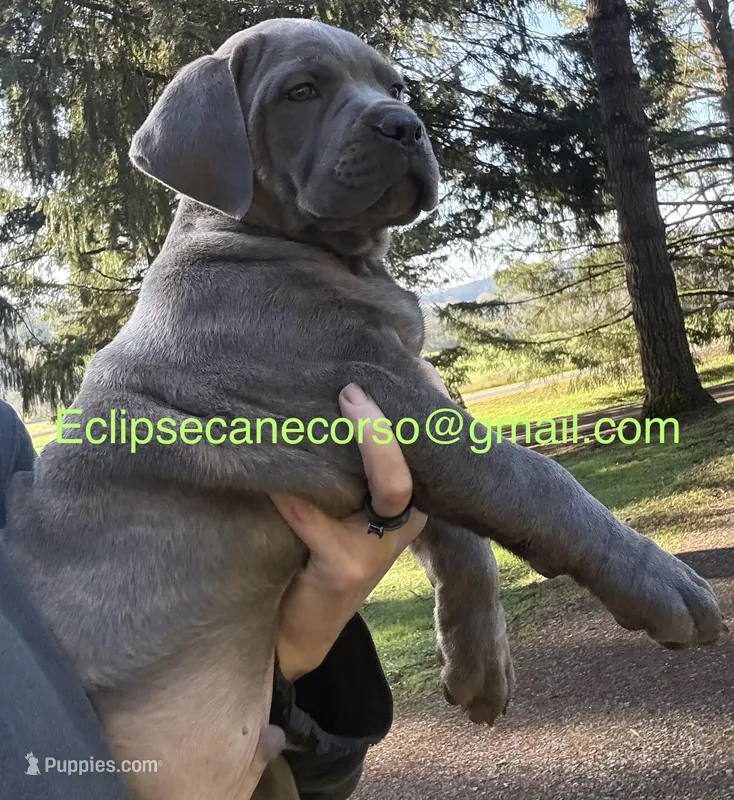 Monster – Cane Corso puppy for sale in Blodgett, OR