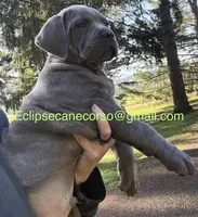 Monster, a male Cane Corso for sale in Blodgett, OR – Photo 1 of 7