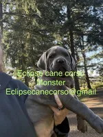 Monster, a male Cane Corso for sale in Blodgett, OR – Photo 6 of 7
