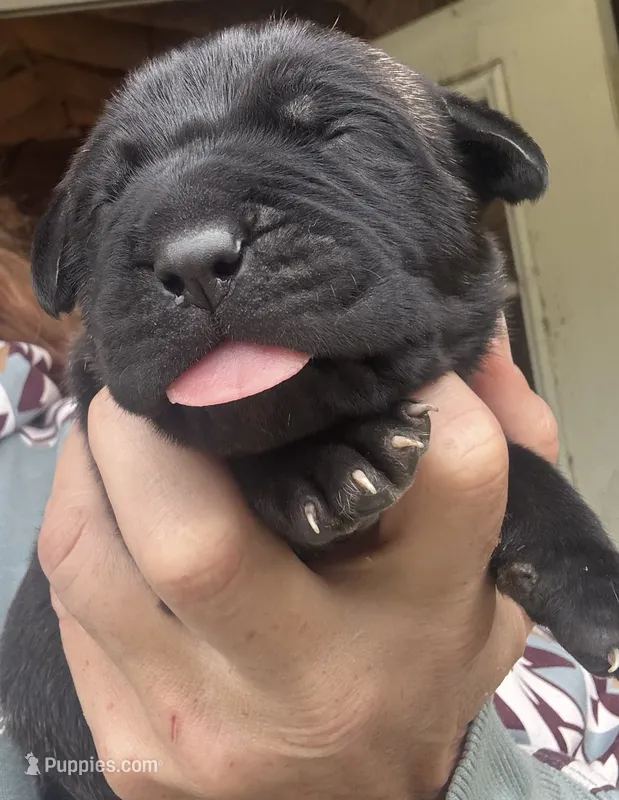 Panic  – Cane Corso puppy for sale in Blodgett, OR
