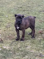 Wyoming, a female Cane Corso for sale in Blodgett, OR – 7 of 8