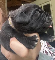 Panic , a male Cane Corso for sale in Blodgett, OR – 3 of 3