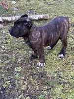 Idaho, a female Cane Corso for sale in Blodgett, OR – 5 of 8