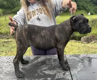 Montana, a female Cane Corso for sale in Blodgett, OR – 7 of 10