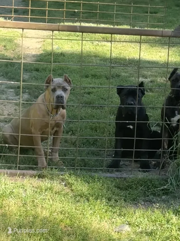 Surabhi – Cane Corso puppy for sale in Blodgett, OR