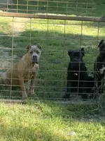 Surabi , a female Cane Corso for sale in Blodgett, OR – 2 of 10