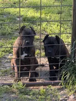 Wyoming, a female Cane Corso for sale in Blodgett, OR – 8 of 9