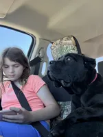 Grimm Reaper , a male Cane Corso for sale in Blodgett, OR – 2 of 7