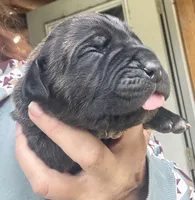 Pain , a male Cane Corso for sale in Blodgett, OR – 2 of 4