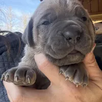 Casanova, a male Cane Corso for sale in Blodgett, OR – Photo 3 of 5
