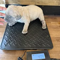 Casanova, a male Cane Corso for sale in Blodgett, OR – Photo 2 of 5