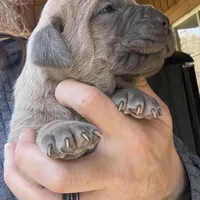Casanova, a male Cane Corso for sale in Blodgett, OR – Photo 5 of 5