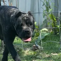 Vixen, a female Cane Corso for sale in Blodgett, OR – Photo 6 of 8
