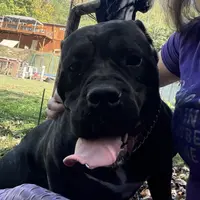 Vixen, a female Cane Corso for sale in Blodgett, OR – Photo 5 of 8