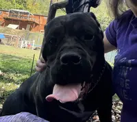 Vixen, a female Cane Corso for sale in Blodgett, OR – Photo 5 of 8