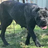 Vixen, a female Cane Corso for sale in Blodgett, OR – Photo 4 of 8