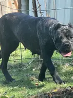 Vixen, a female Cane Corso for sale in Blodgett, OR – Photo 4 of 8