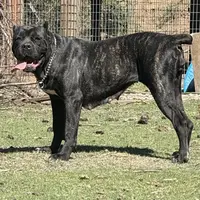 Vixen, a female Cane Corso for sale in Blodgett, OR – Photo 1 of 8
