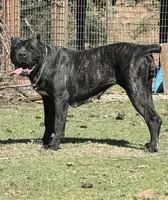 Vixen, a female Cane Corso for sale in Blodgett, OR – Photo 1 of 8