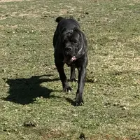Vixen, a female Cane Corso for sale in Blodgett, OR – Photo 7 of 8