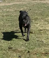 Vixen, a female Cane Corso for sale in Blodgett, OR – Photo 7 of 8