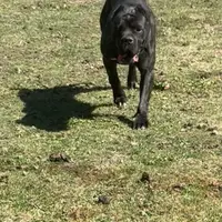 Vixen, a female Cane Corso for sale in Blodgett, OR – Photo 3 of 8