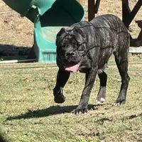 Vixen, a female Cane Corso for sale in Blodgett, OR – Photo 2 of 8