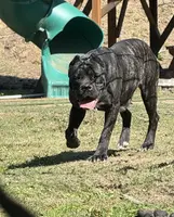 Vixen, a female Cane Corso for sale in Blodgett, OR – Photo 2 of 8