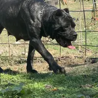 Vixen, a female Cane Corso for sale in Blodgett, OR – Photo 8 of 8