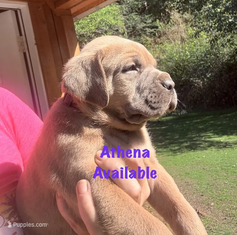Athena  – Cane Corso puppy for sale in Blodgett, OR