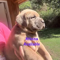 Athena , a female Cane Corso for sale in Blodgett, OR – 1 of 6