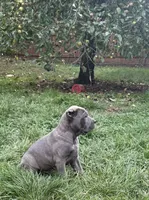 Kronos , a male Cane Corso for sale in Blodgett, OR – 8 of 10