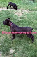 Mississippi Mud, a female Cane Corso for sale in Blodgett, OR – 7 of 10