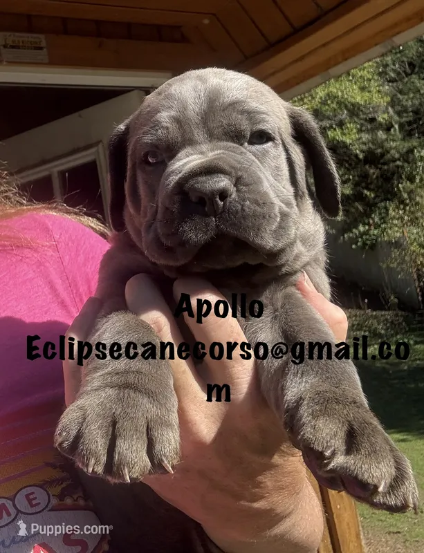 Apollo  – Cane Corso puppy for sale in Blodgett, OR