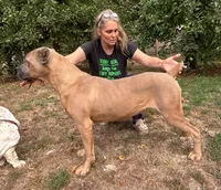 Confirmed breeding GCH Eclipse’s Drogo/Envy , a  Cane Corso for sale in Blodgett, OR – 10 of 10