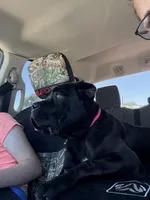 Grimm Reaper , a male Cane Corso for sale in Blodgett, OR – 4 of 7