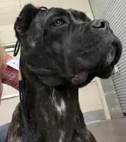 Confirmed breeding GCH Eclipse’s Drogo/vixen , a male Cane Corso for sale in Blodgett, OR – 7 of 10