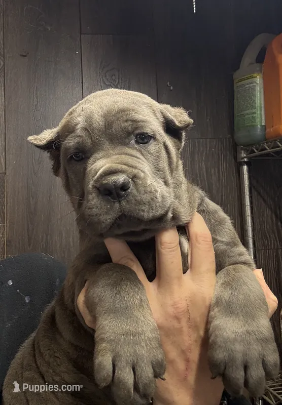 Kronos  – Cane Corso puppy for sale in Blodgett, OR