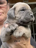 Zeus , a male Cane Corso for sale in Blodgett, OR – 4 of 7
