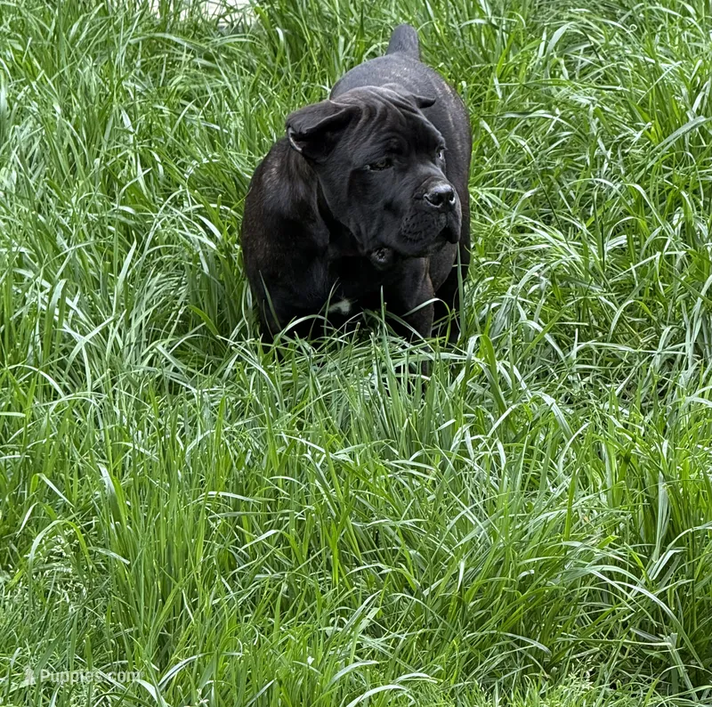 Louisiana – Cane Corso puppy for sale in Blodgett, OR