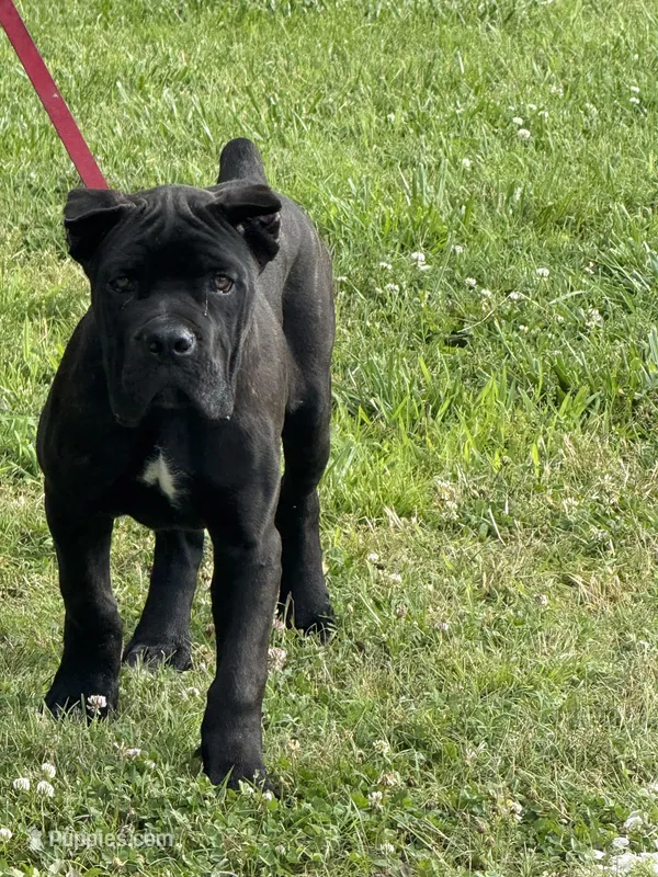 Grimm Reaper  – Cane Corso puppy for sale in Blodgett, OR