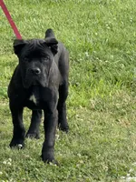 Grimm Reaper , a male Cane Corso for sale in Blodgett, OR – 1 of 7