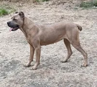 Envy, a female Cane Corso for sale in Blodgett, OR – Photo 5 of 7