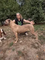 Envy, a female Cane Corso for sale in Blodgett, OR – Photo 3 of 7